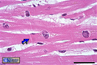 Cardiac muscle in longitudinal section (bright field illumination). Bar is 30 microns