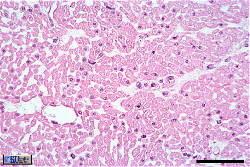 Smooth muscle.  Transverse section.  Bar 