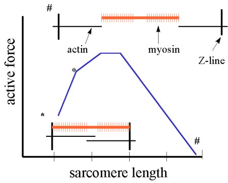 Cartoon to illustrate the relation between the contractile filaments and the active tension vs sarcomere length curve