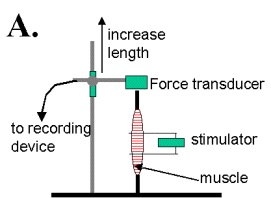 Experimental setup required to determine length-tension relation of muscle