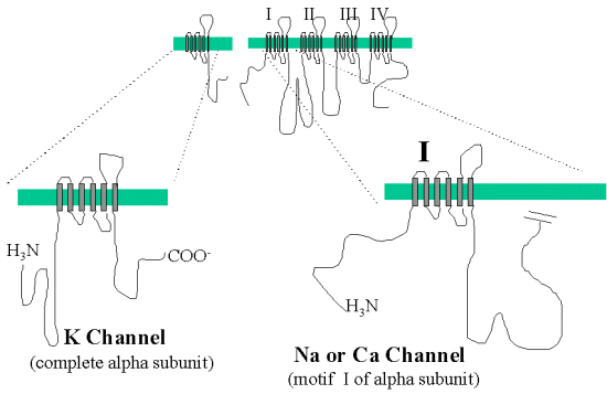 voltage gated ion channels animation