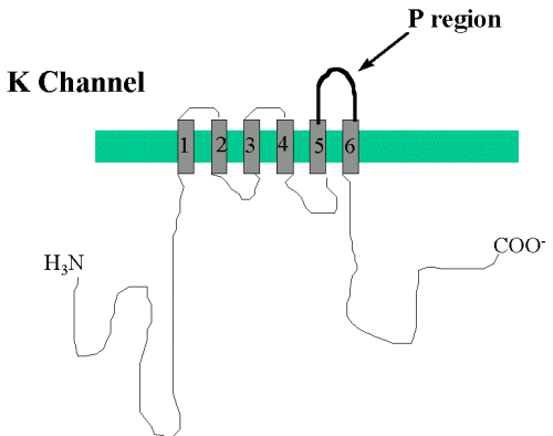 voltage gated ion channels animation