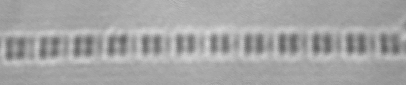 A single myofibril dissected from a muscle fiber.  The myofibrils are about 1 micrometer thick, 