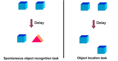 Synaptic Plasticity Learning and Memory in Perirhinal Cortex